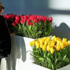 Tulpen aus Karlsruhe