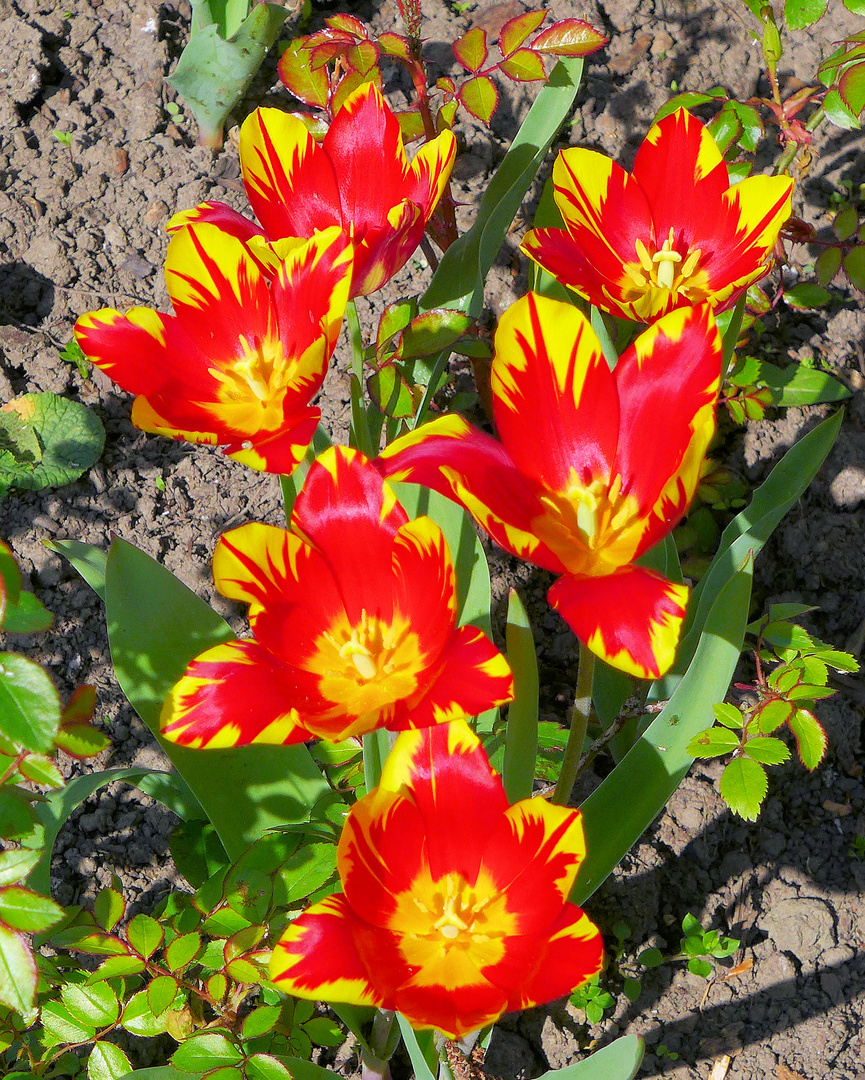 Tulpen aus Köln