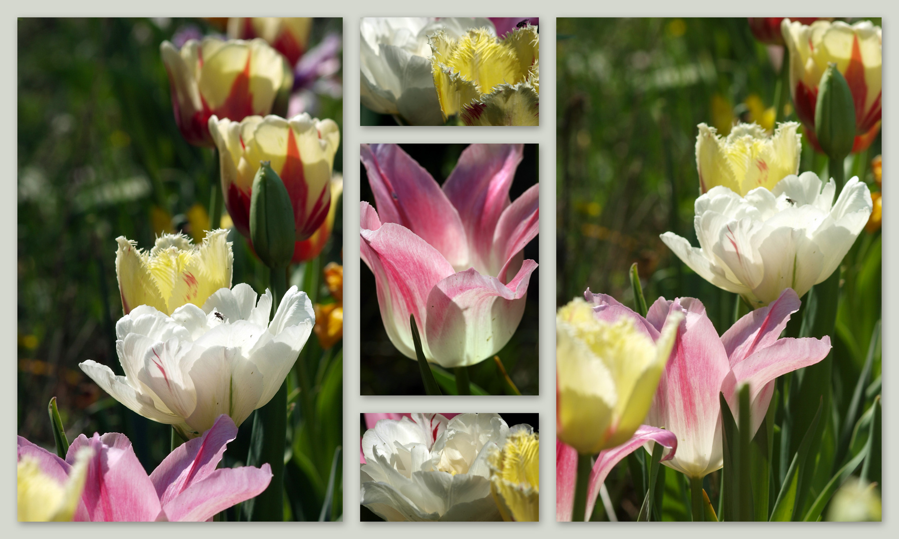 tulpen aus meinem garten