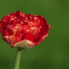 Tulpen aus meinem Garten!