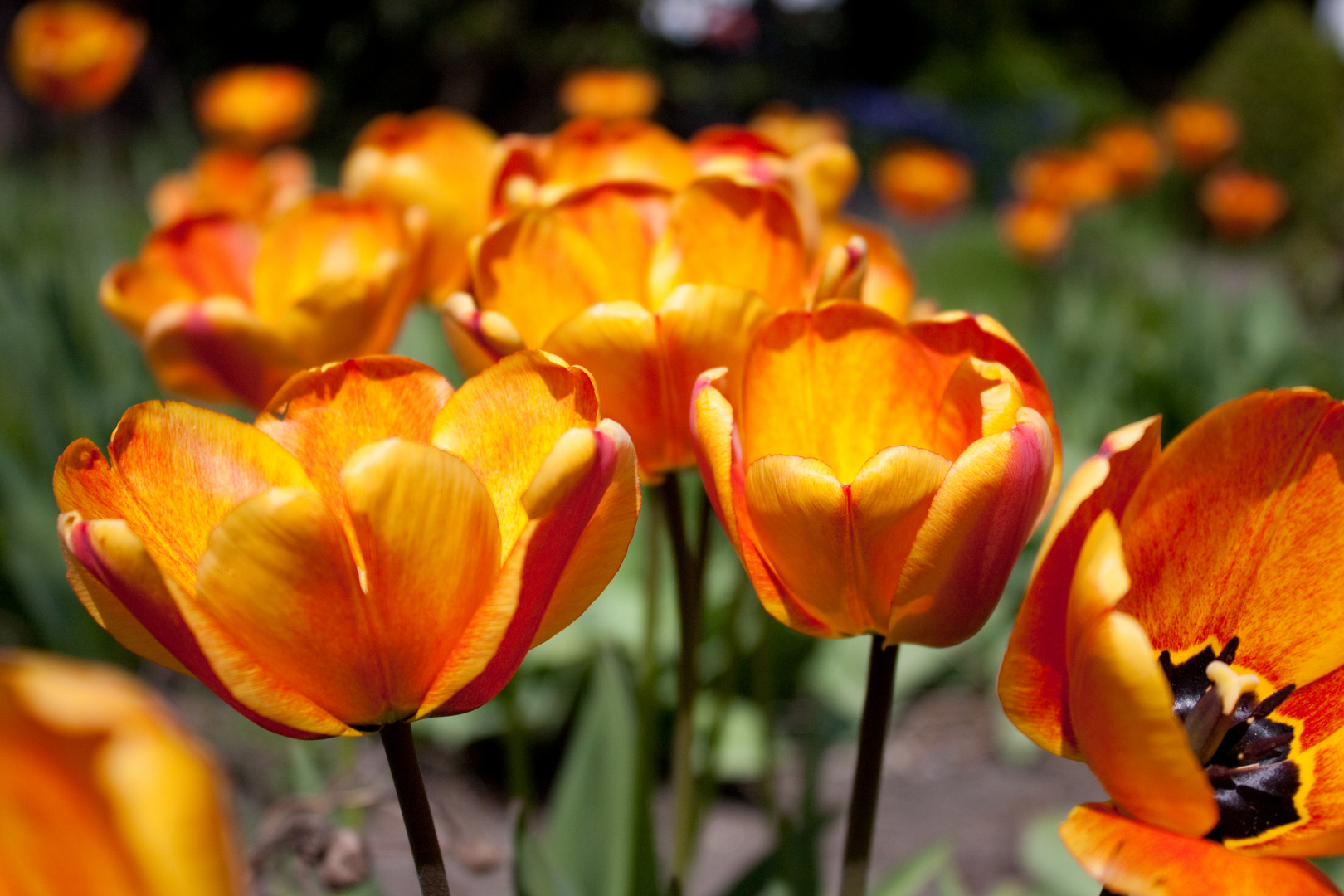 Tulpen aus meinem Garten