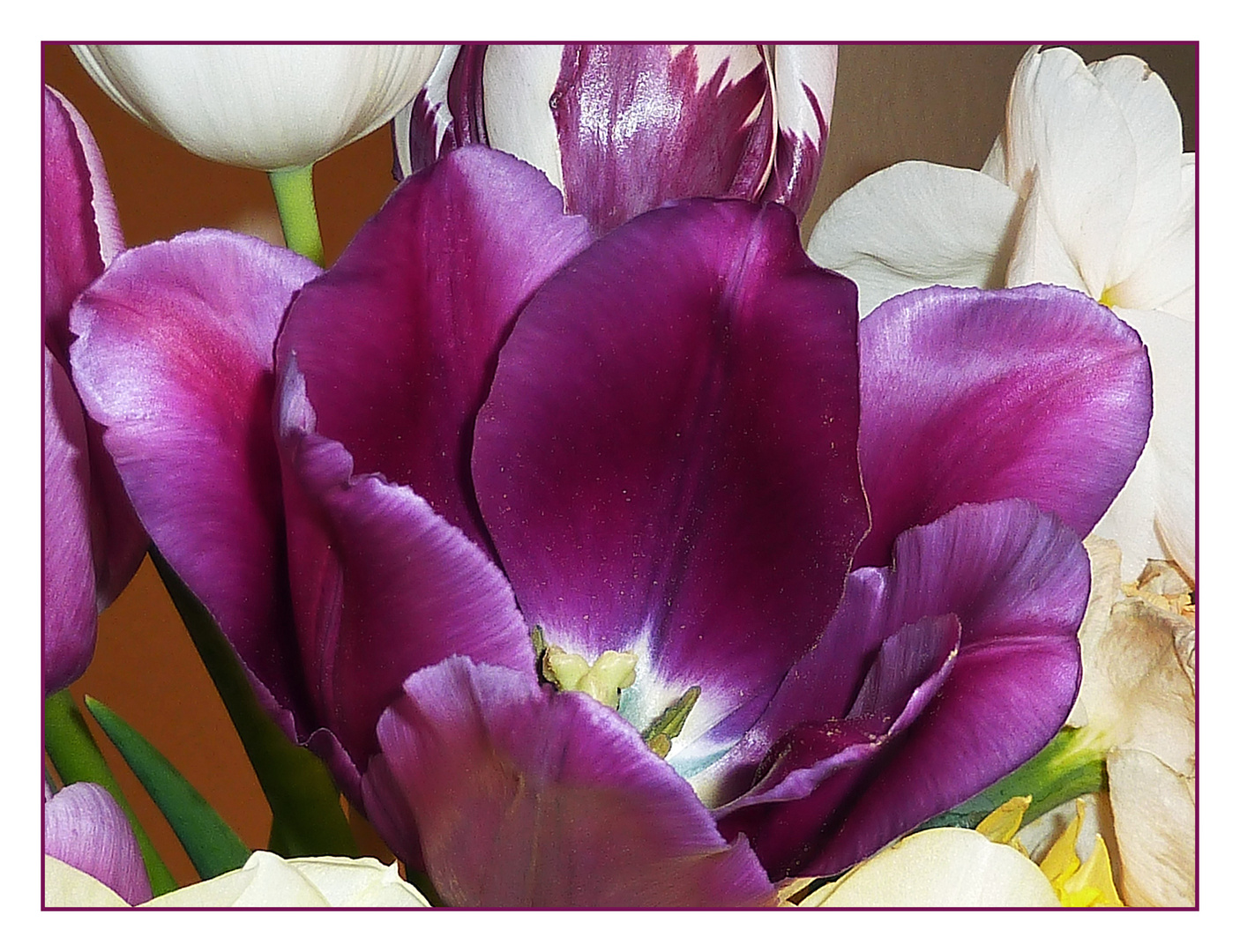 Tulpen aus meinem garten