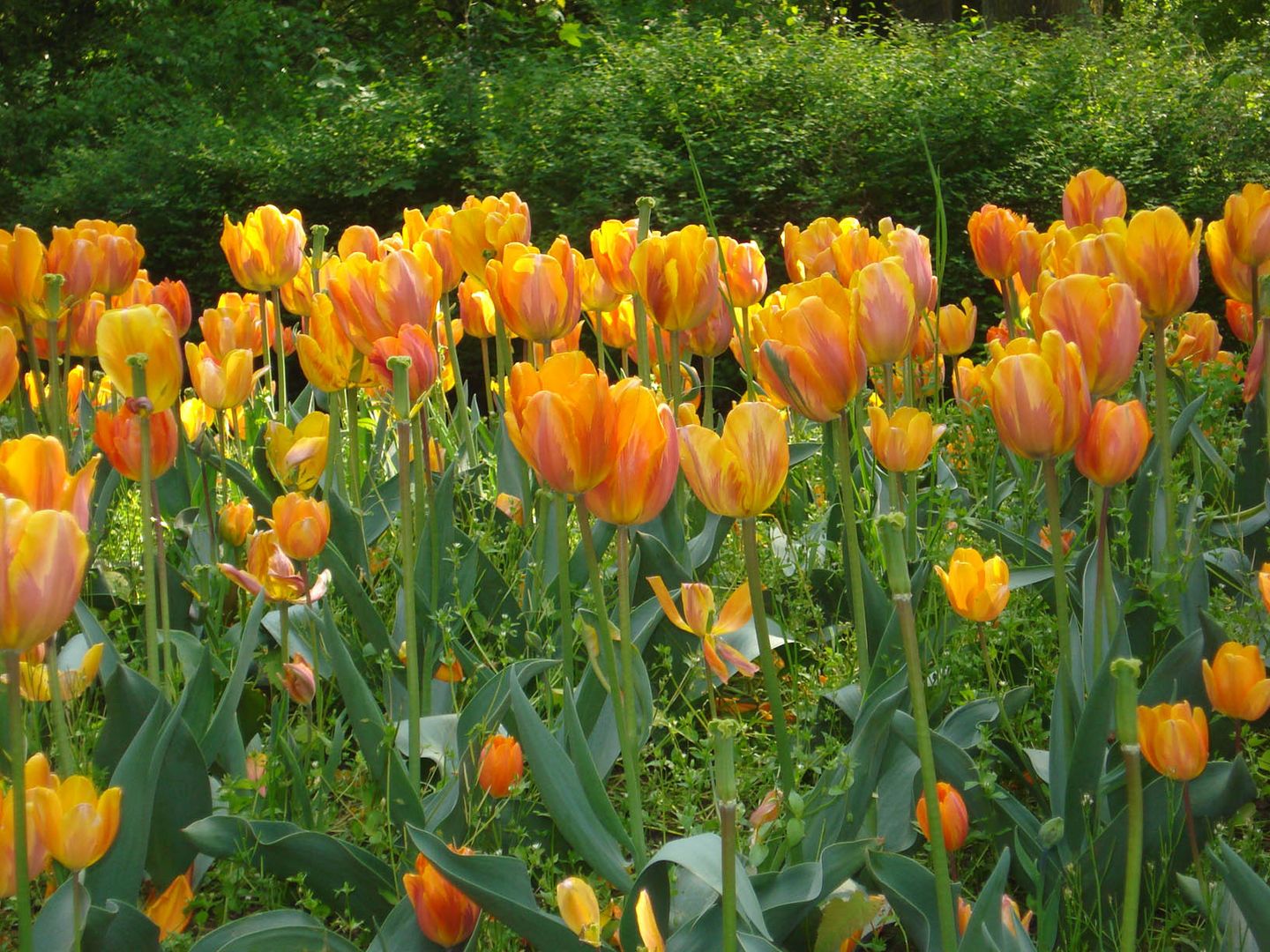 Tulpen aus Moers