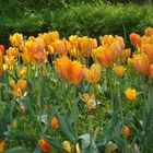 Tulpen aus Moers