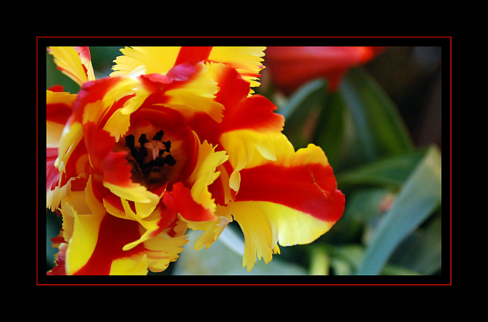 Tulpen aus München