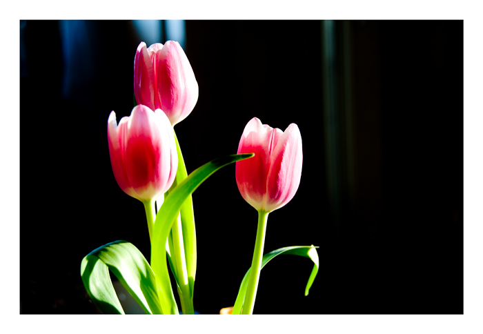 Tulpen aus München...