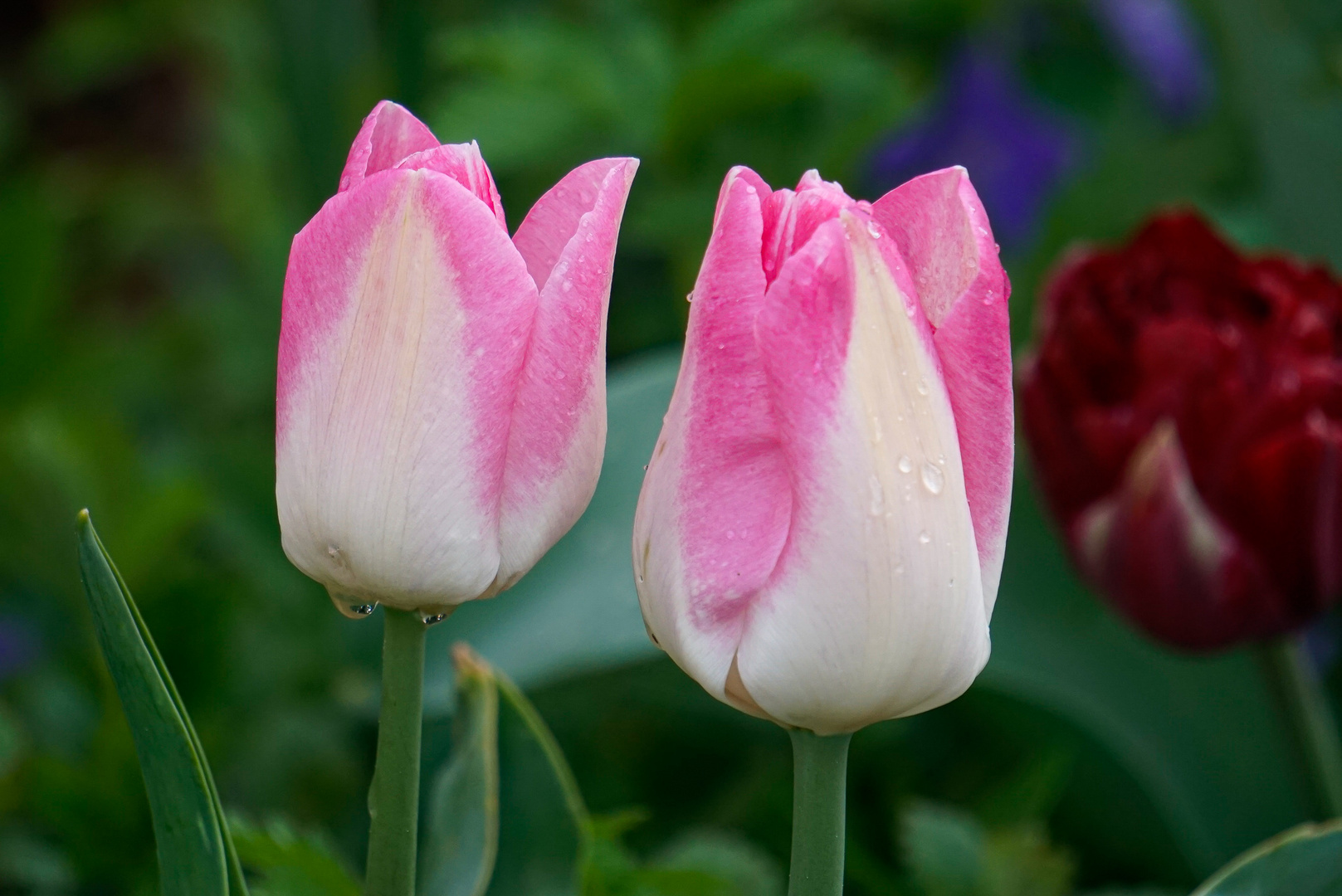 Tulpen aus Österreich ;-))