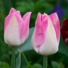 Tulpen aus Österreich ;-))