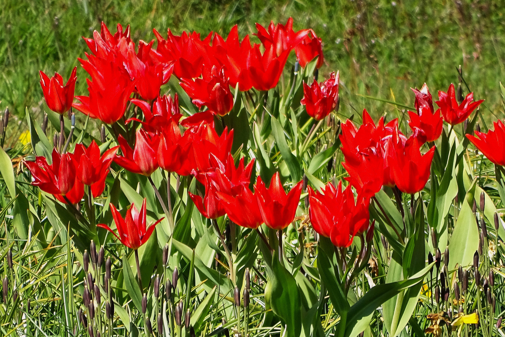 Tulpen aus Rendsburg 