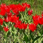 Tulpen aus Rendsburg 