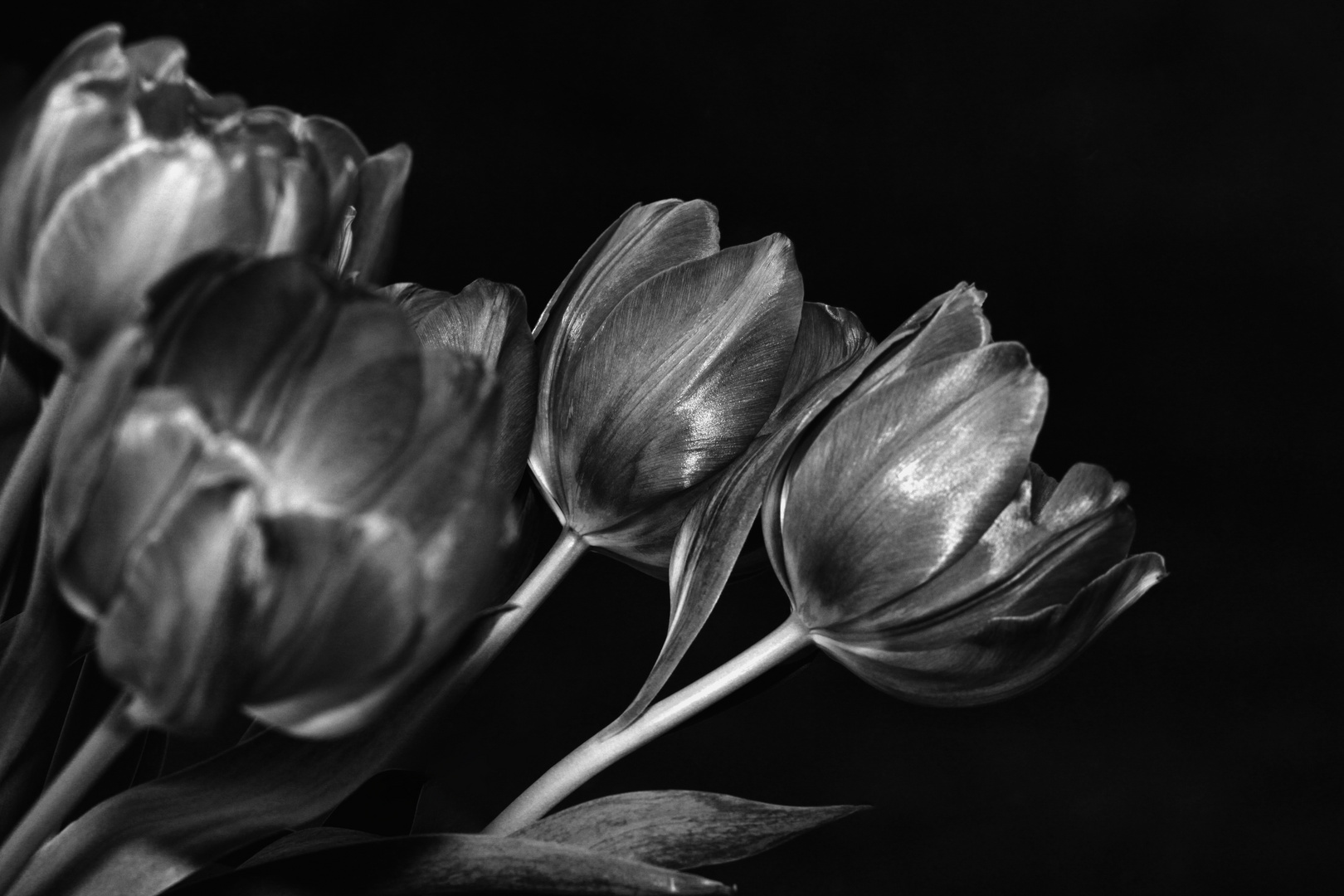Tulpen aus Stahl