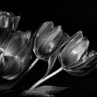 Tulpen aus Stahl