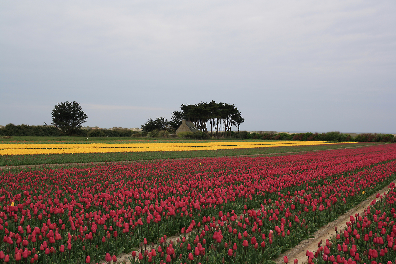 Tulpen aus Tronoen