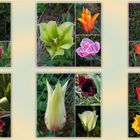 Tulpen aus unserem Garten