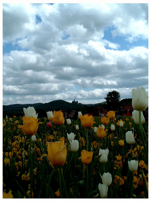 Tulpen aus Wernigerode