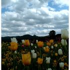 Tulpen aus Wernigerode