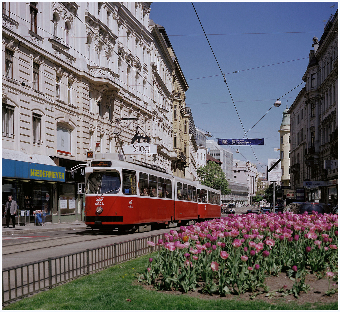 Tulpen aus Wien