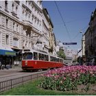 Tulpen aus Wien