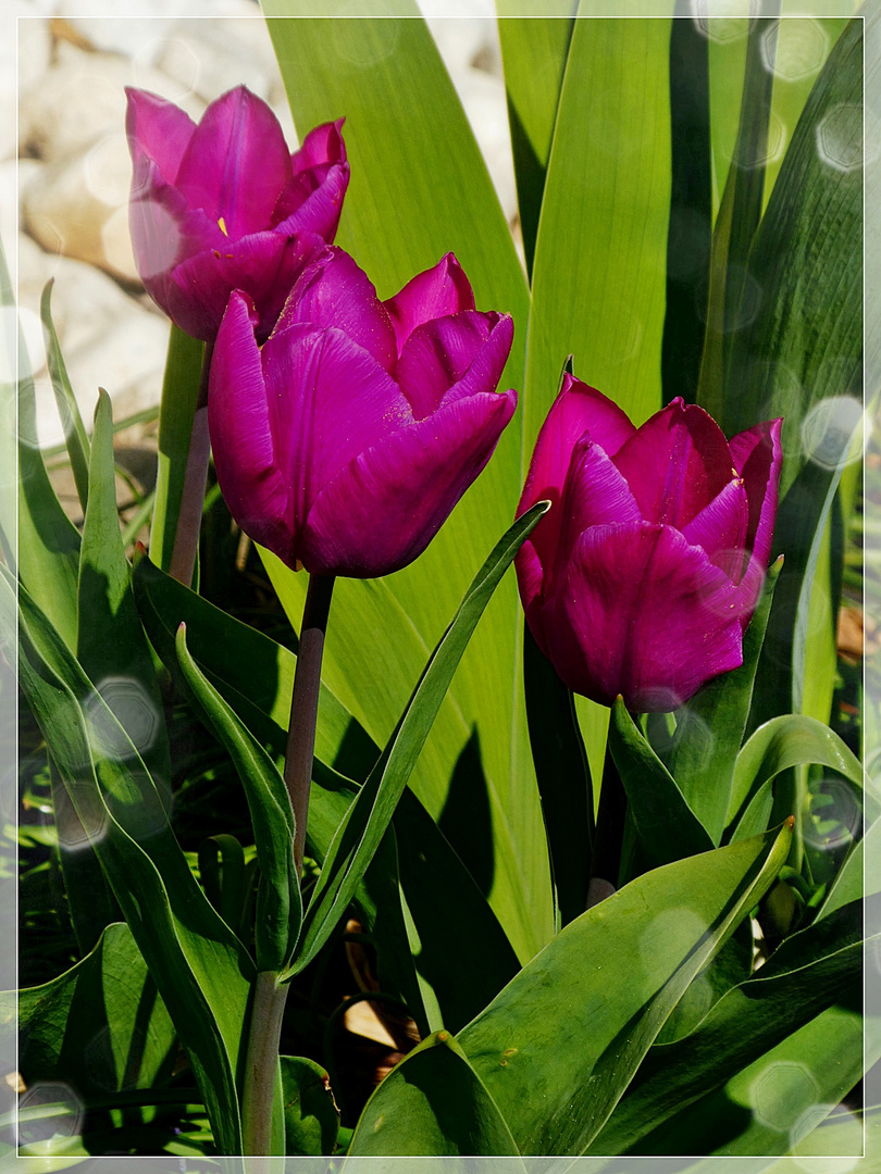 Tulpen aus Wuppertal