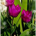 Tulpen aus Wuppertal