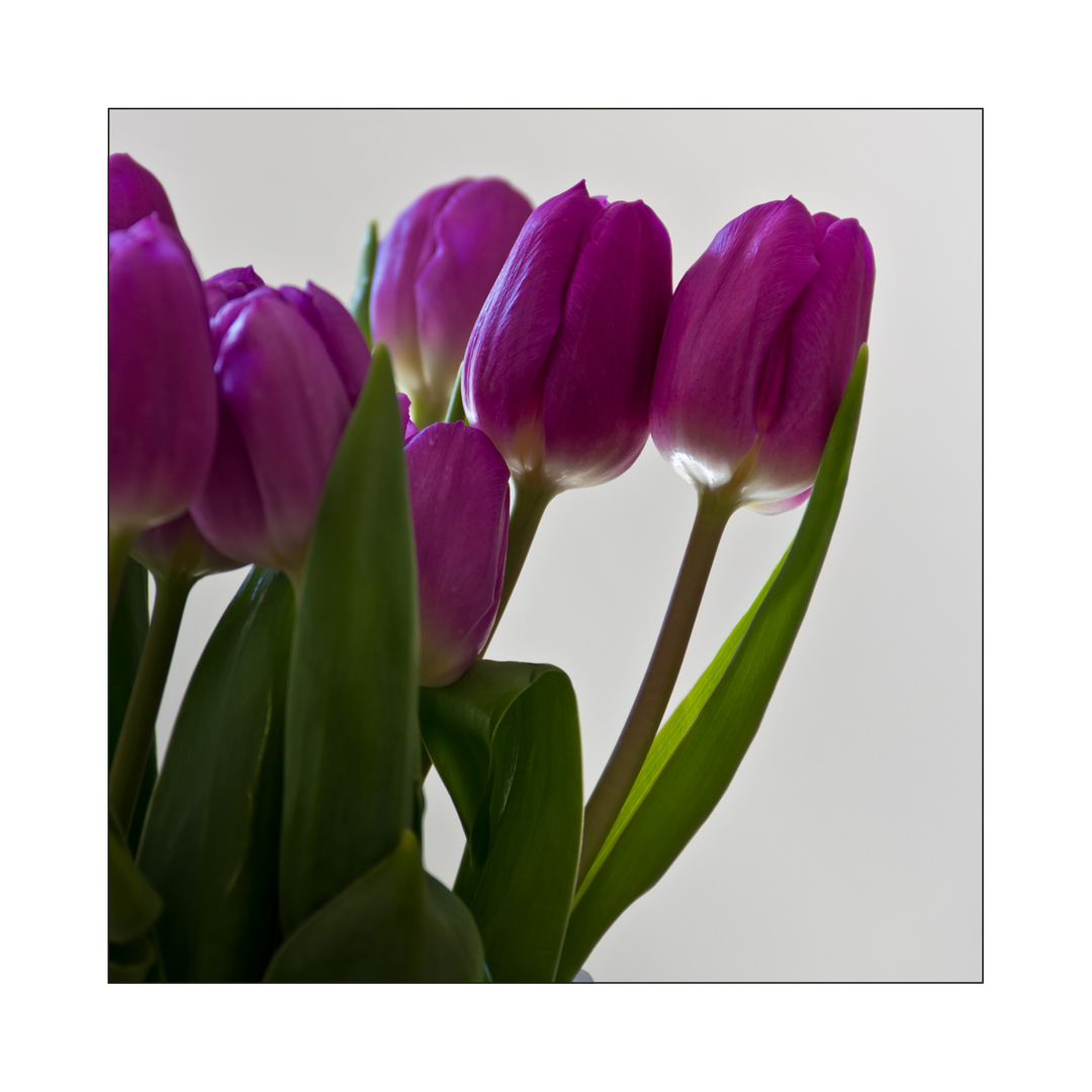 Tulpen aus'm Aldi