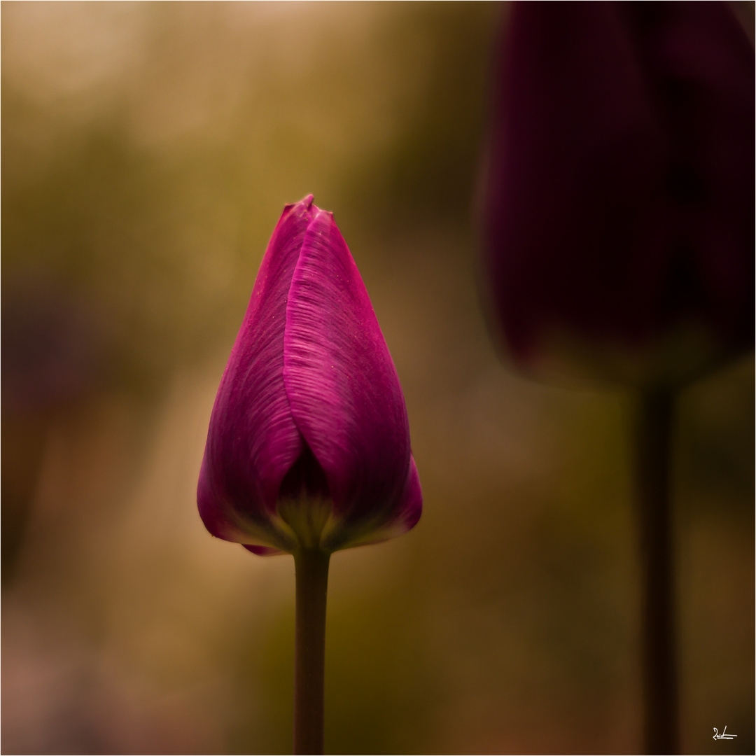 Tulpen