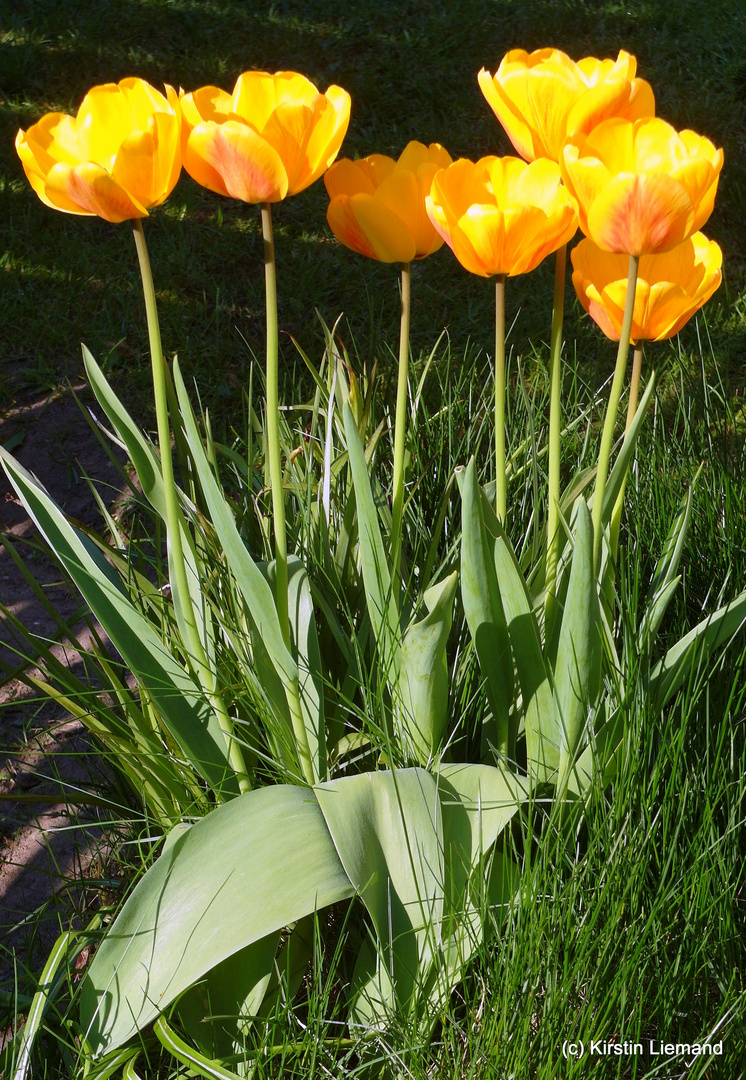 Tulpen