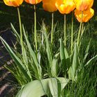 Tulpen