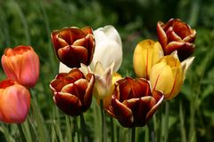 Tulpen