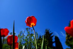 Tulpen