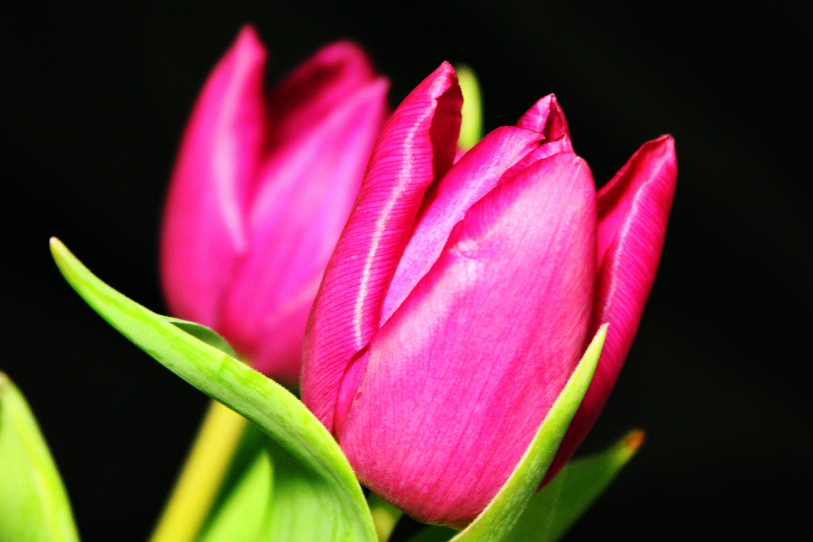 Tulpen