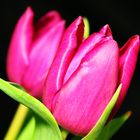 Tulpen