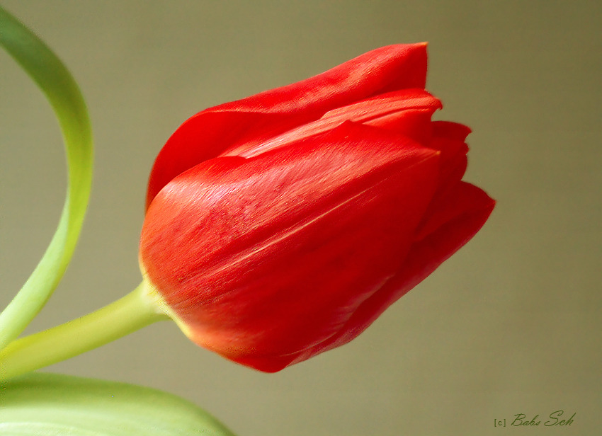 Tulpen