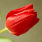 Tulpen