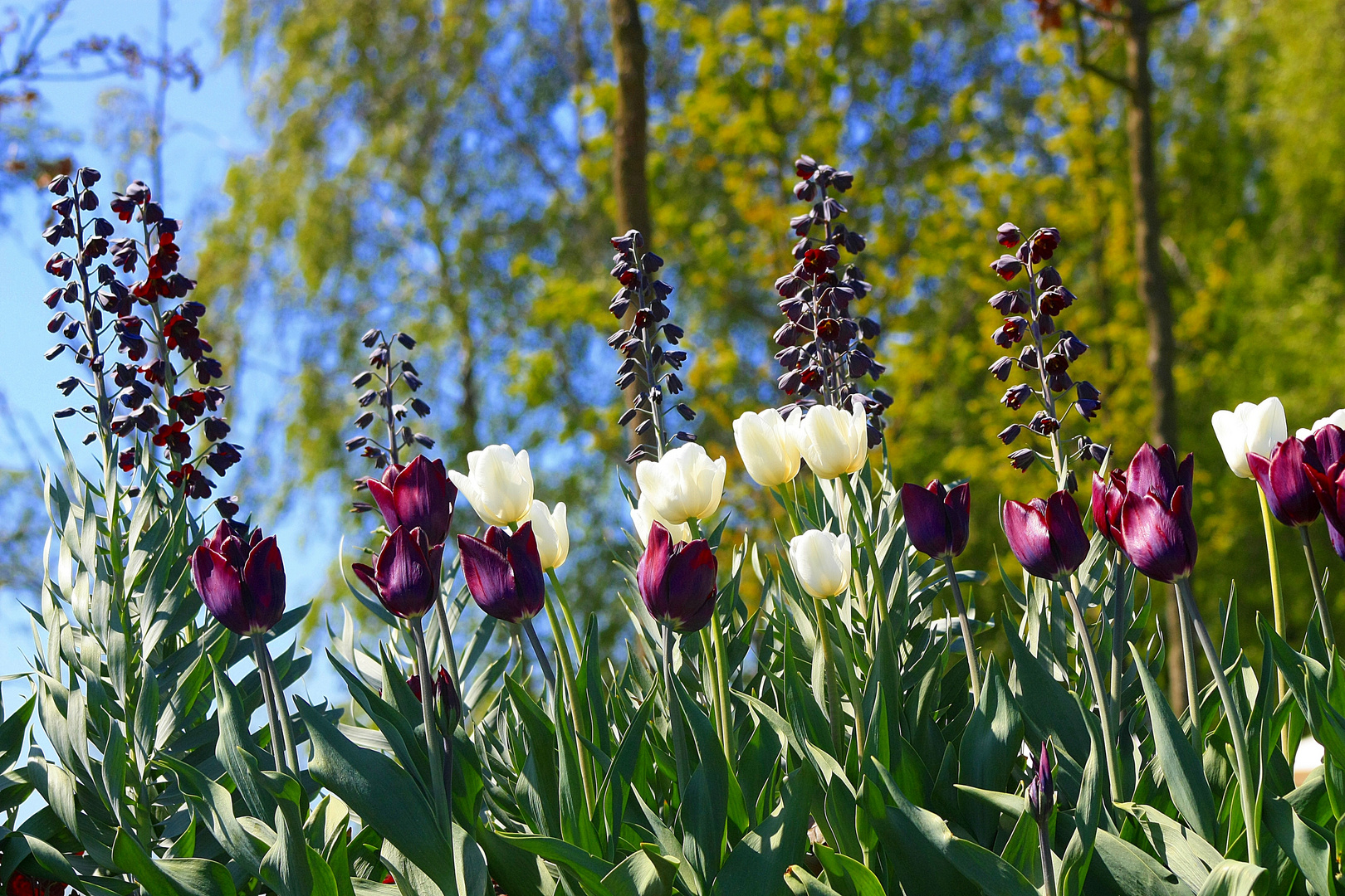 Tulpen