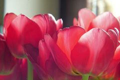 Tulpen