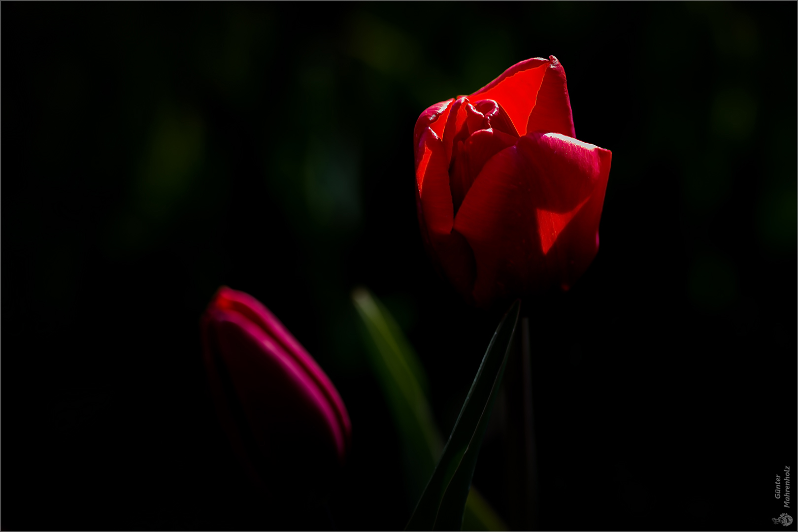 Tulpen