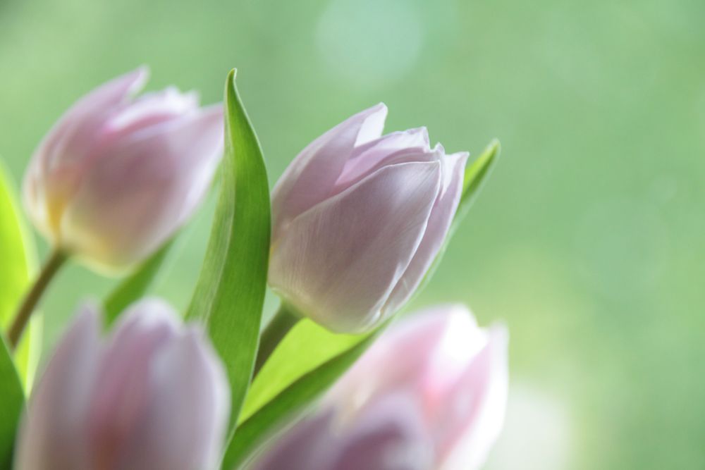 Tulpen von MM Photodesign 