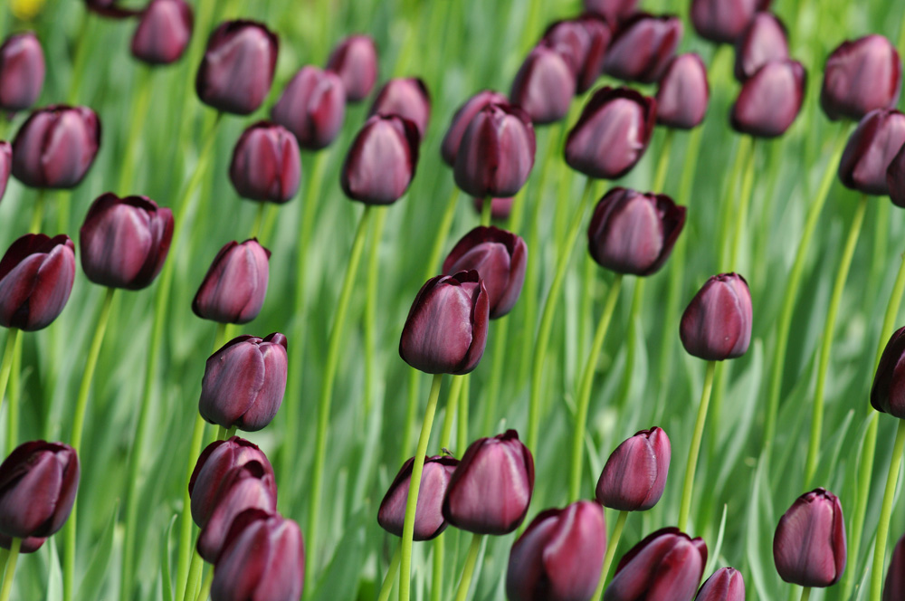 Tulpen