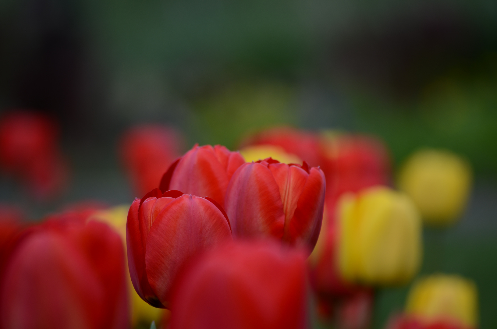 Tulpen