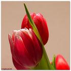 Tulpen