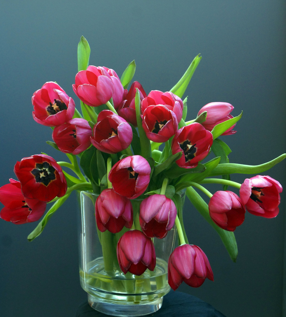 Tulpen