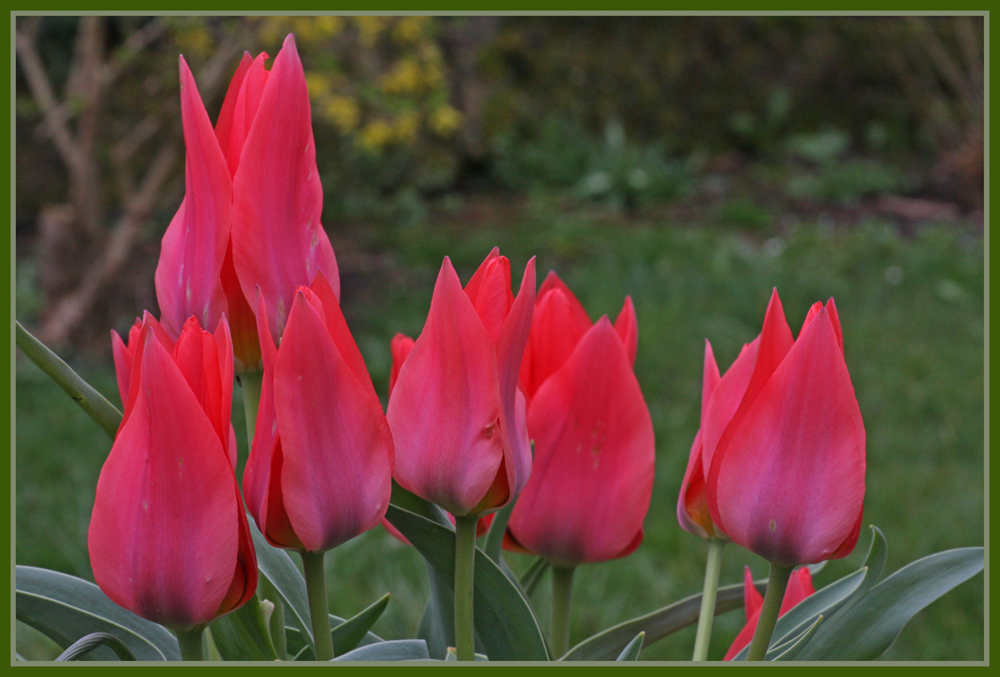 Tulpen