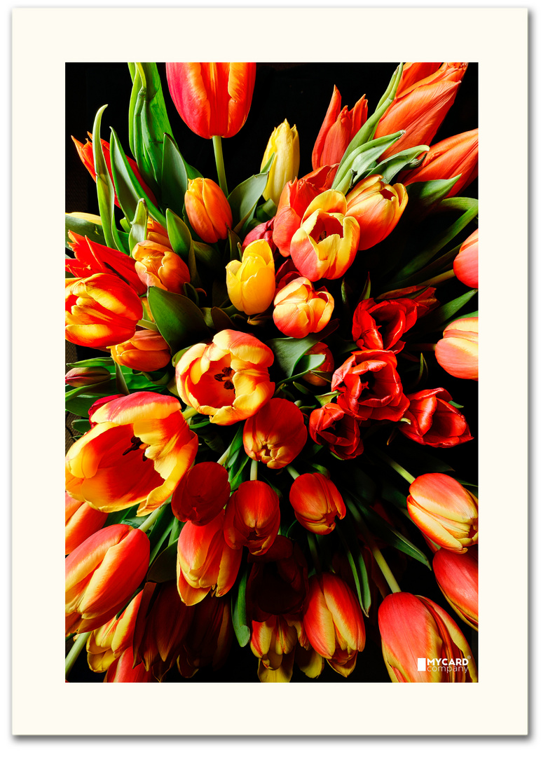 Tulpen