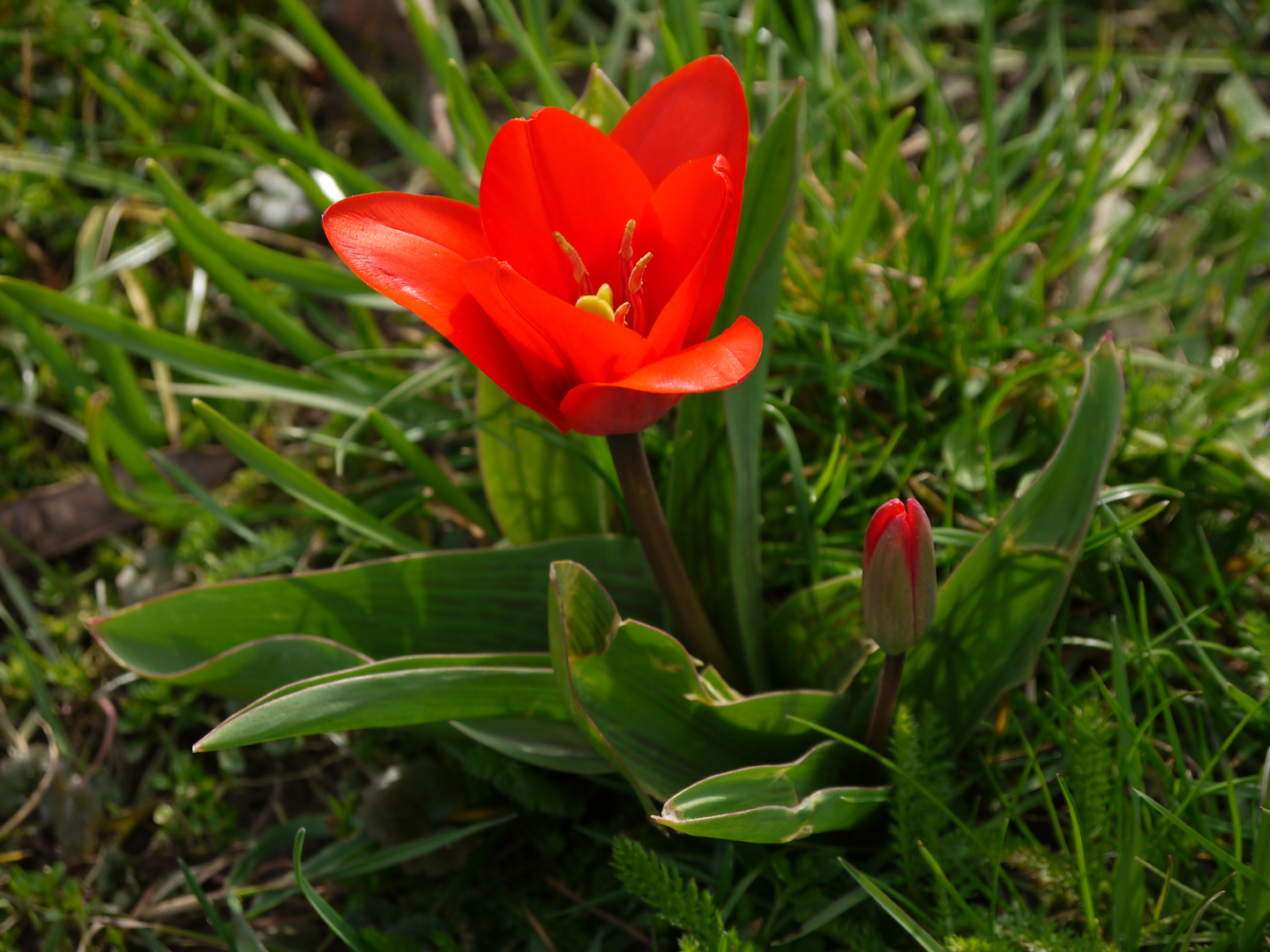 Tulpen