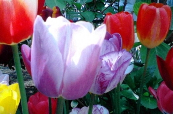 tulpen