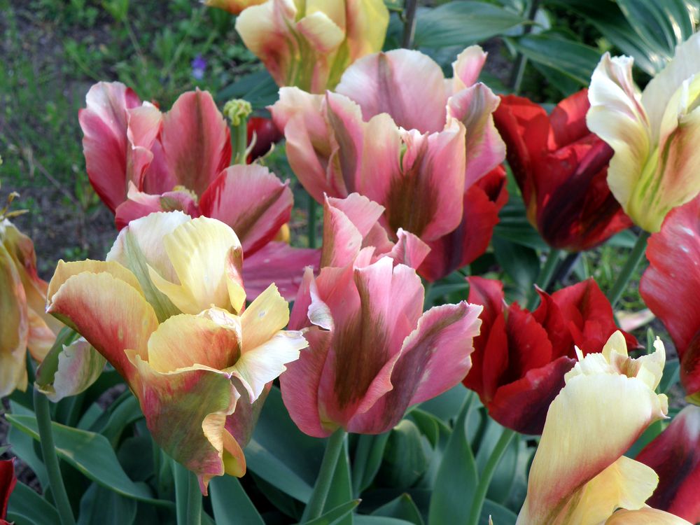 Tulpen