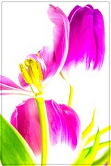 Tulpen