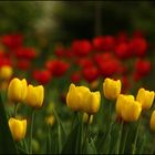 Tulpen