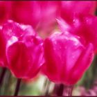 Tulpen 